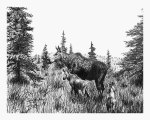 Moose and Calf