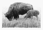Buffalo and Calf