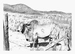 Bhrama Bull