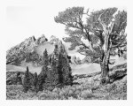 Grand Tetons