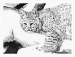 Winter Velvet - Bobcat